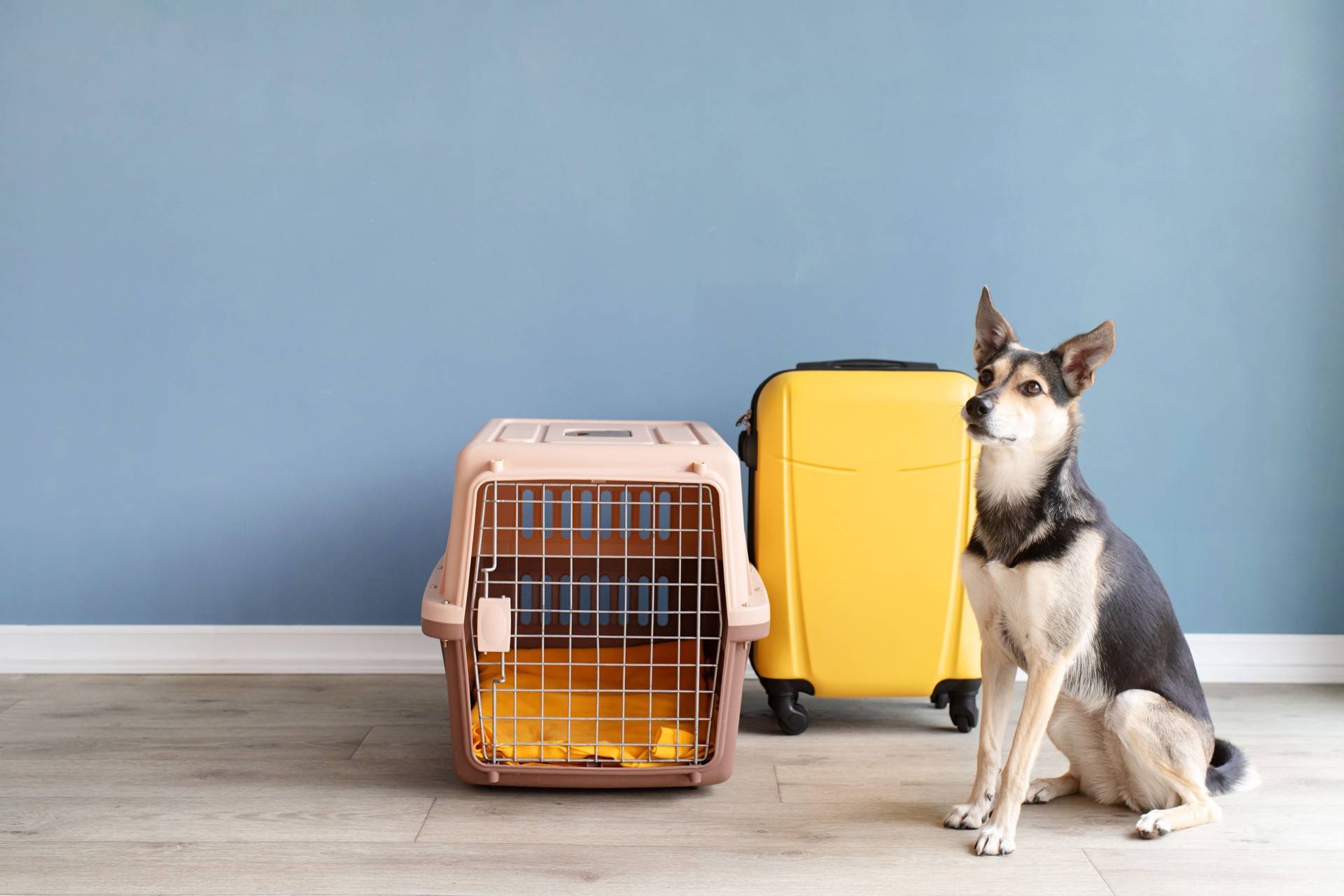 Cute mixed breed dog sitting by travel pet carrier, blue wall background